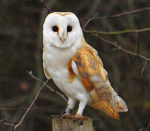 Birds in Sulgrave - Barn Owl
